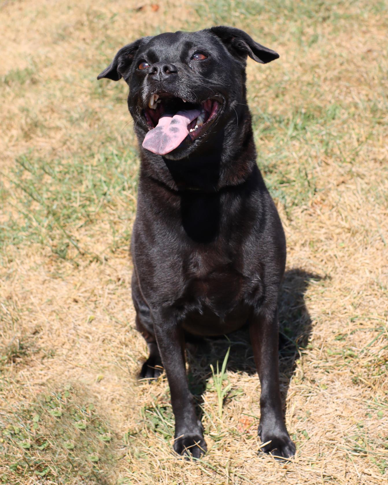 Enlarge Lexi, a Adoptable mixed breed in Lancaster, OH image 1/1