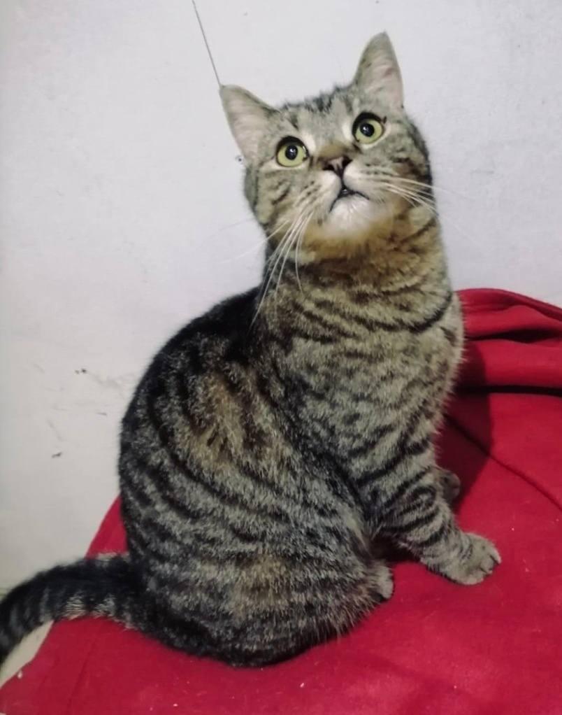 Brownie, a Adoptable British Shorthair in Snow Hill, MD image 1/6