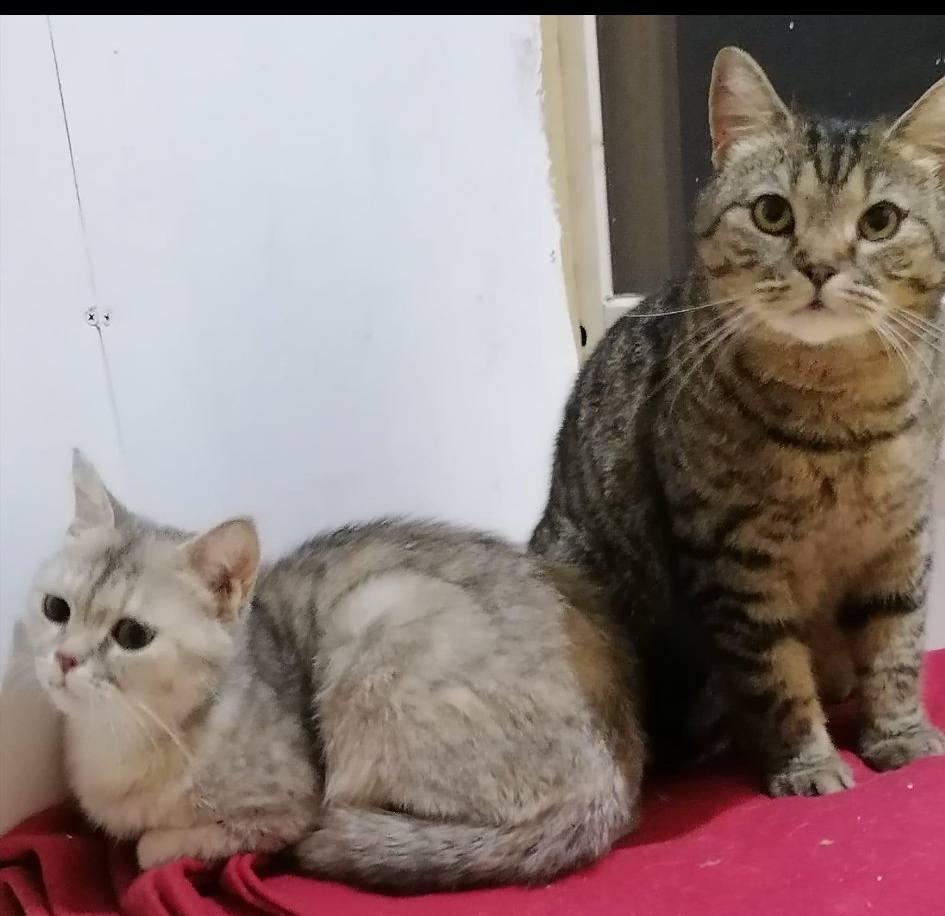 Brownie, a Adoptable British Shorthair in Snow Hill, MD image 3/6