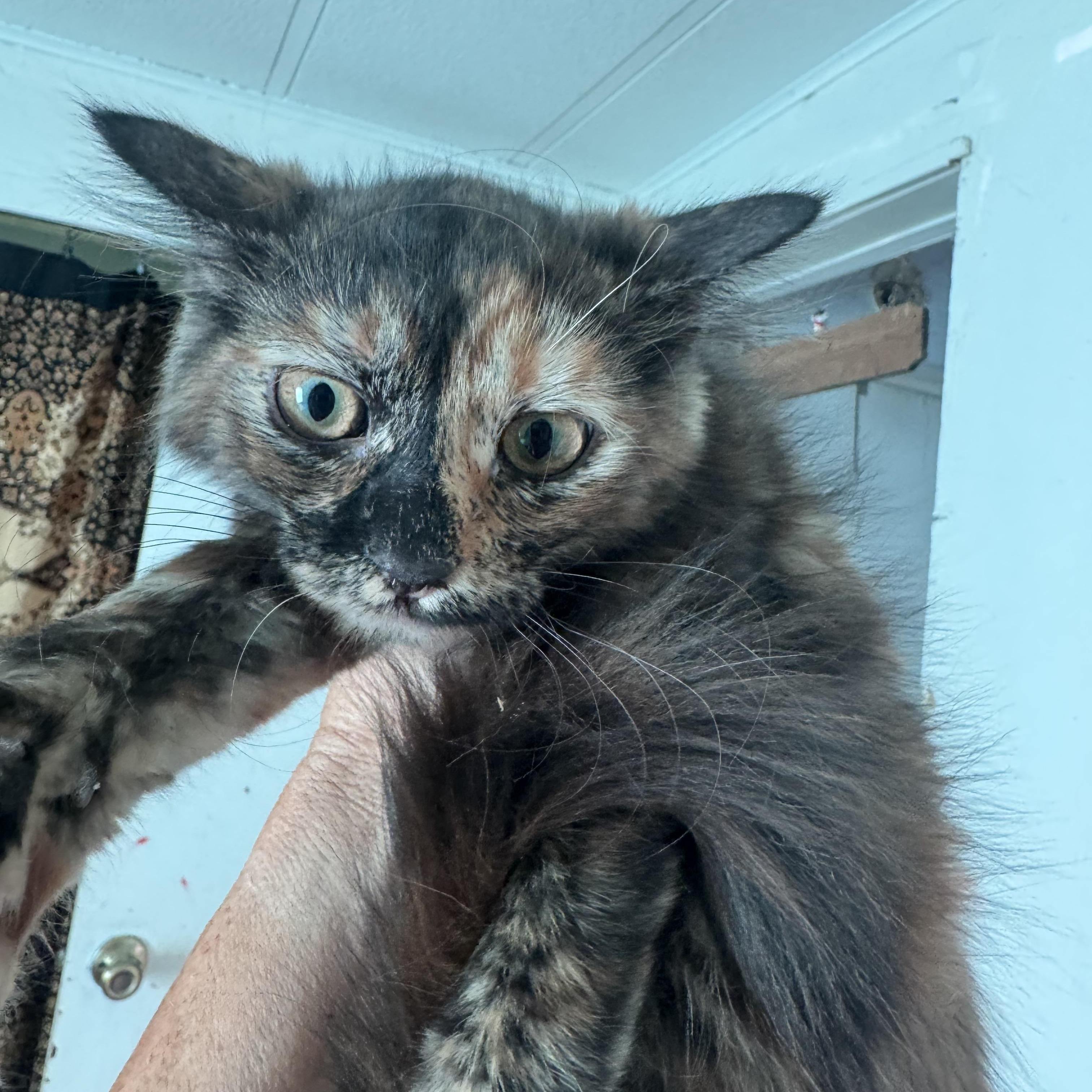 Winnie, ADOPTABLE, Young Female Domestic Long Hair.