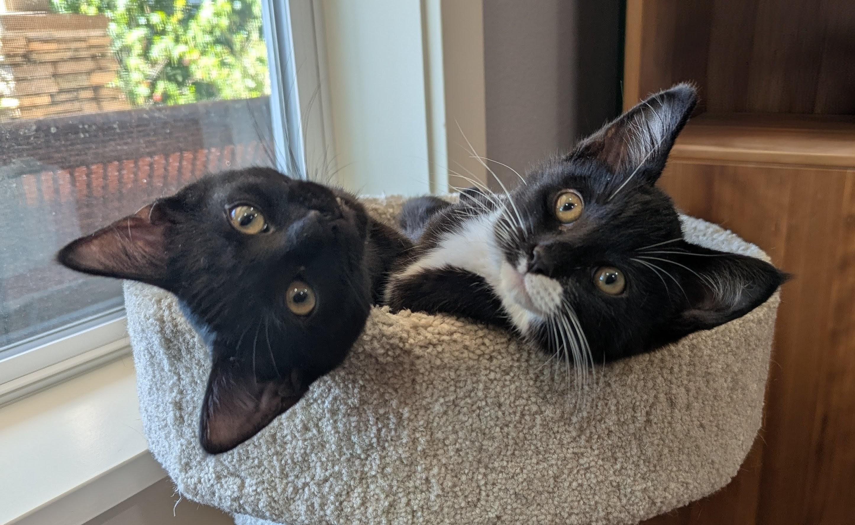 Mitzi, a ADOPTABLE Domestic Short Hair in Portland, OR image 2/6