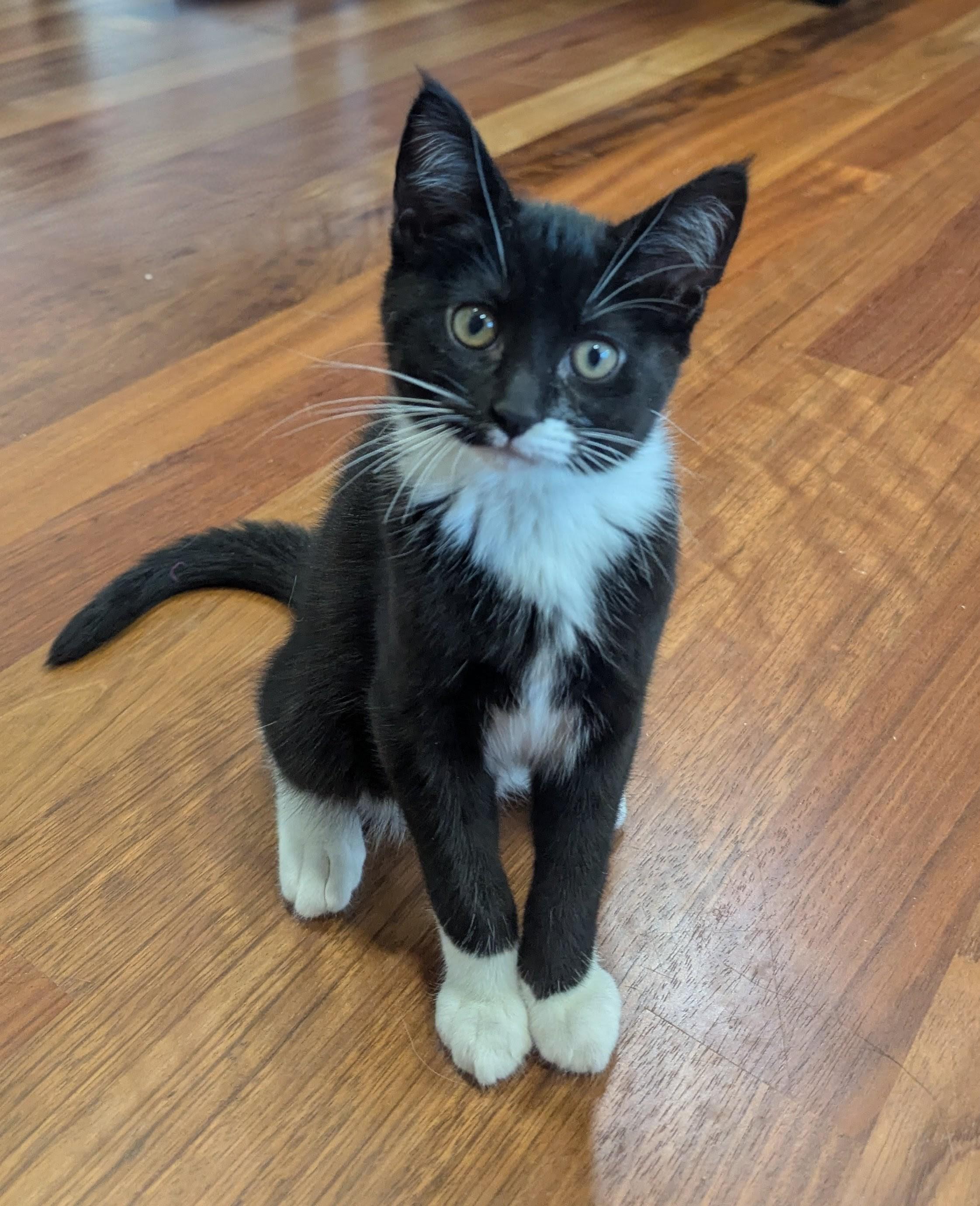 Mitzi, a ADOPTABLE Domestic Short Hair in Portland, OR image 3/6