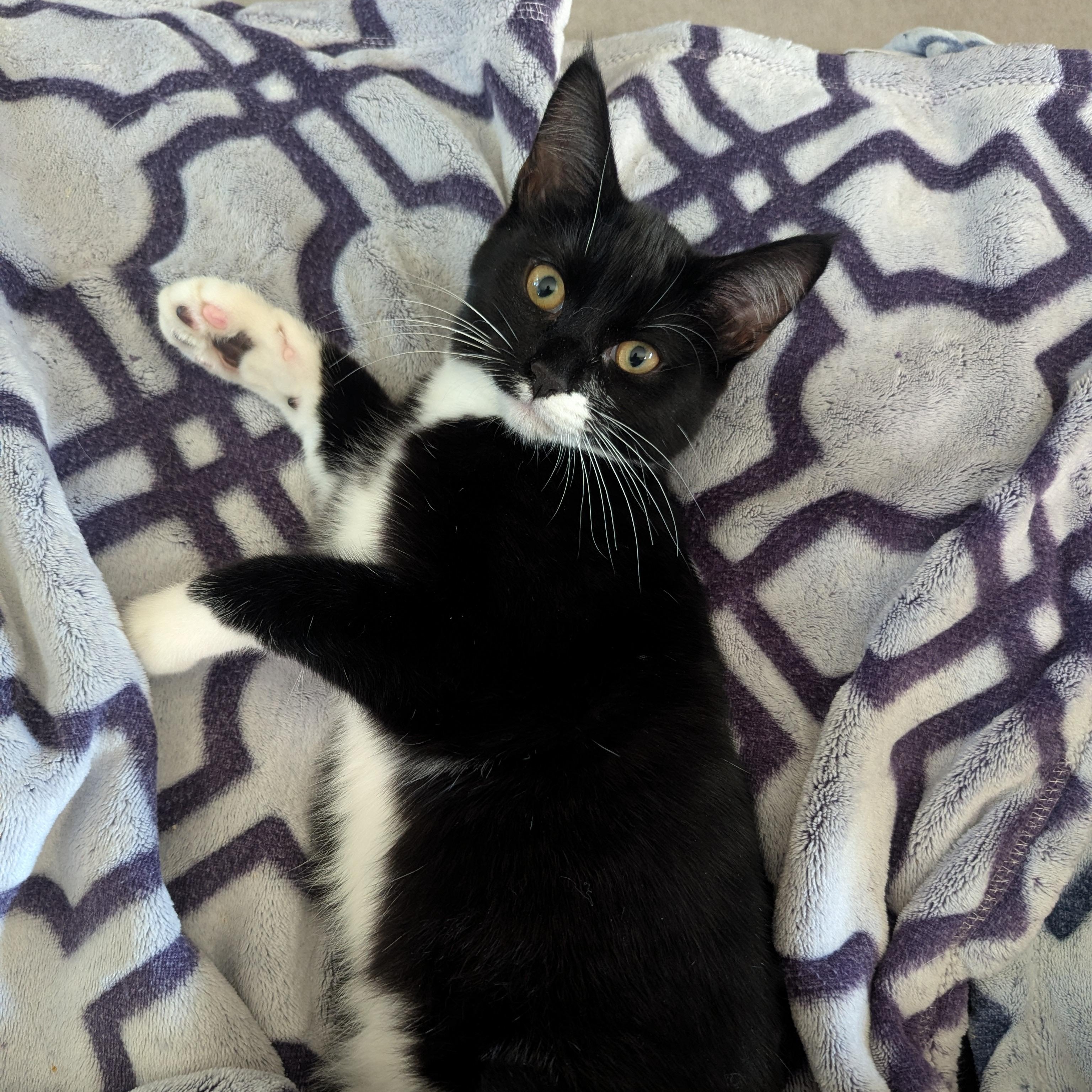 Mitzi NEW PHOTOS and videos, a ADOPTABLE Domestic Short Hair in Portland, OR image 6/6