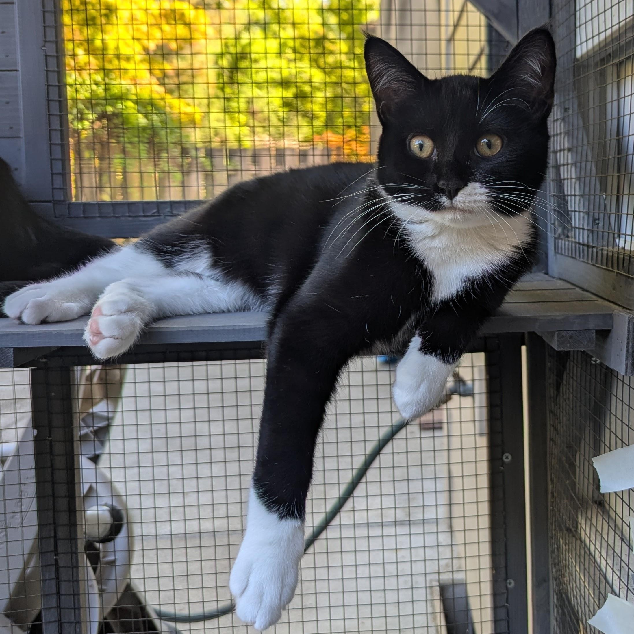 Mitzi NEW PHOTOS and videos, a ADOPTABLE Domestic Short Hair in Portland, OR image 2/6