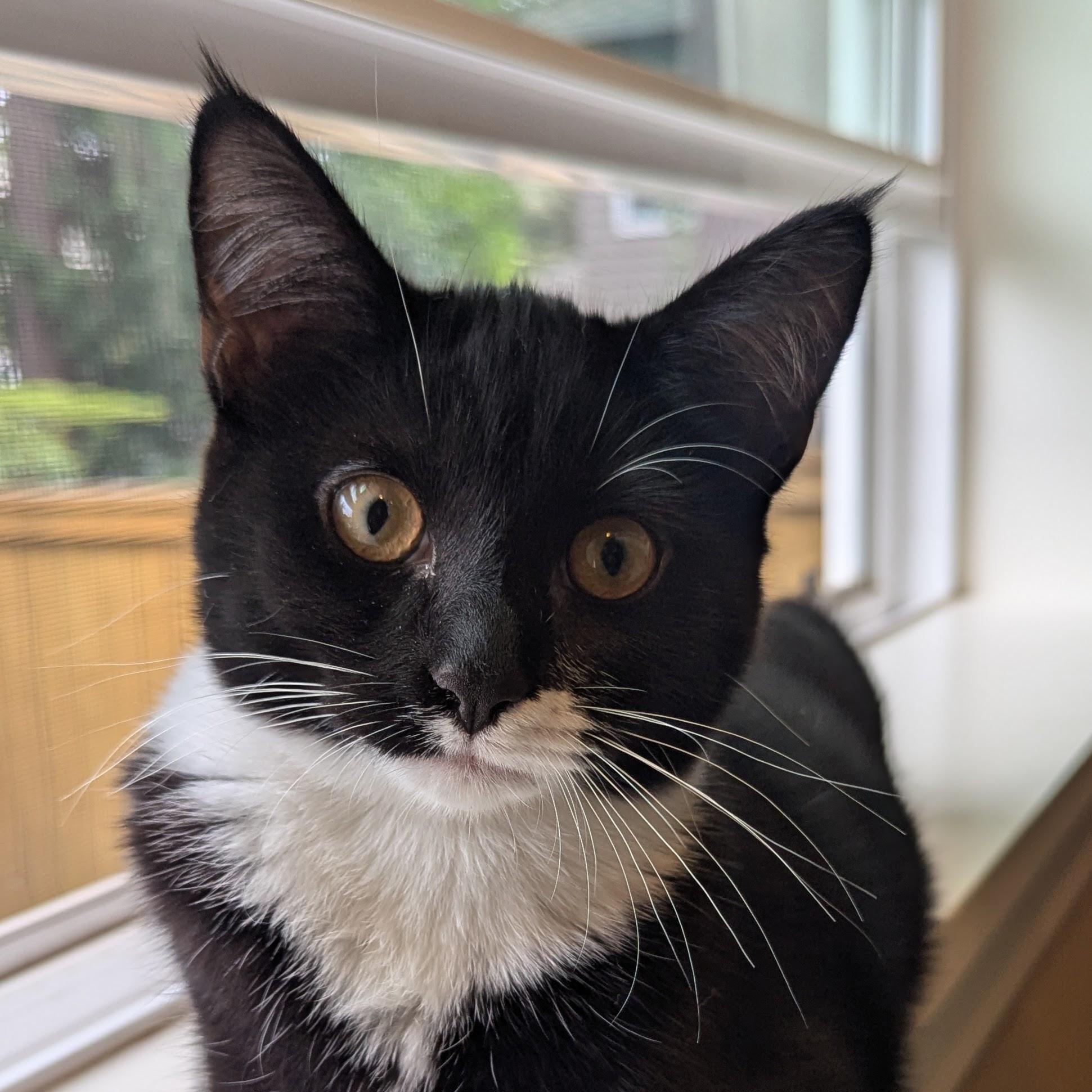 Mitzi NEW PHOTOS and videos, a ADOPTABLE Domestic Short Hair in Portland, OR image 4/6