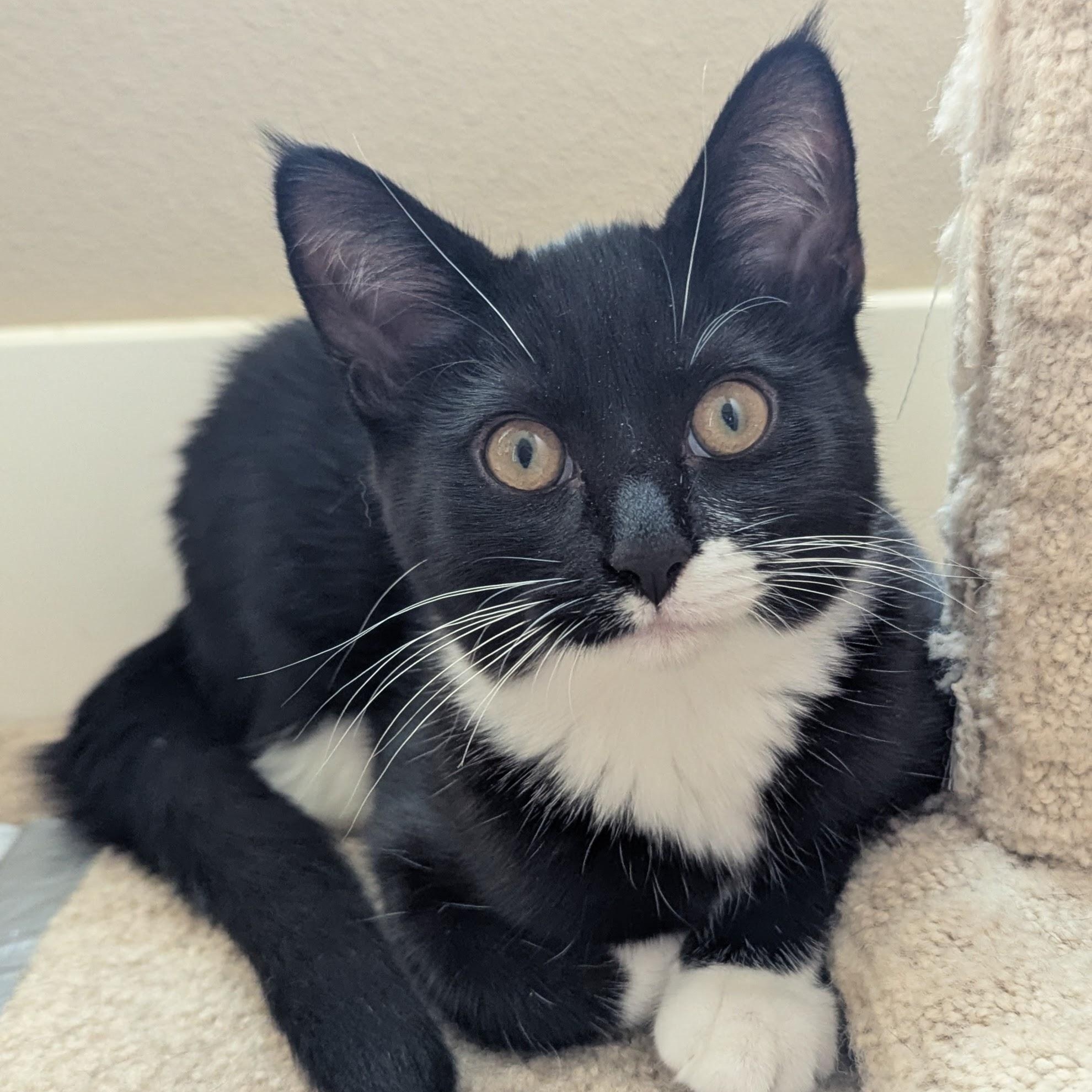 Mitzi NEW PHOTOS and videos, ADOPTABLE, Kitten Female Domestic Short Hair.