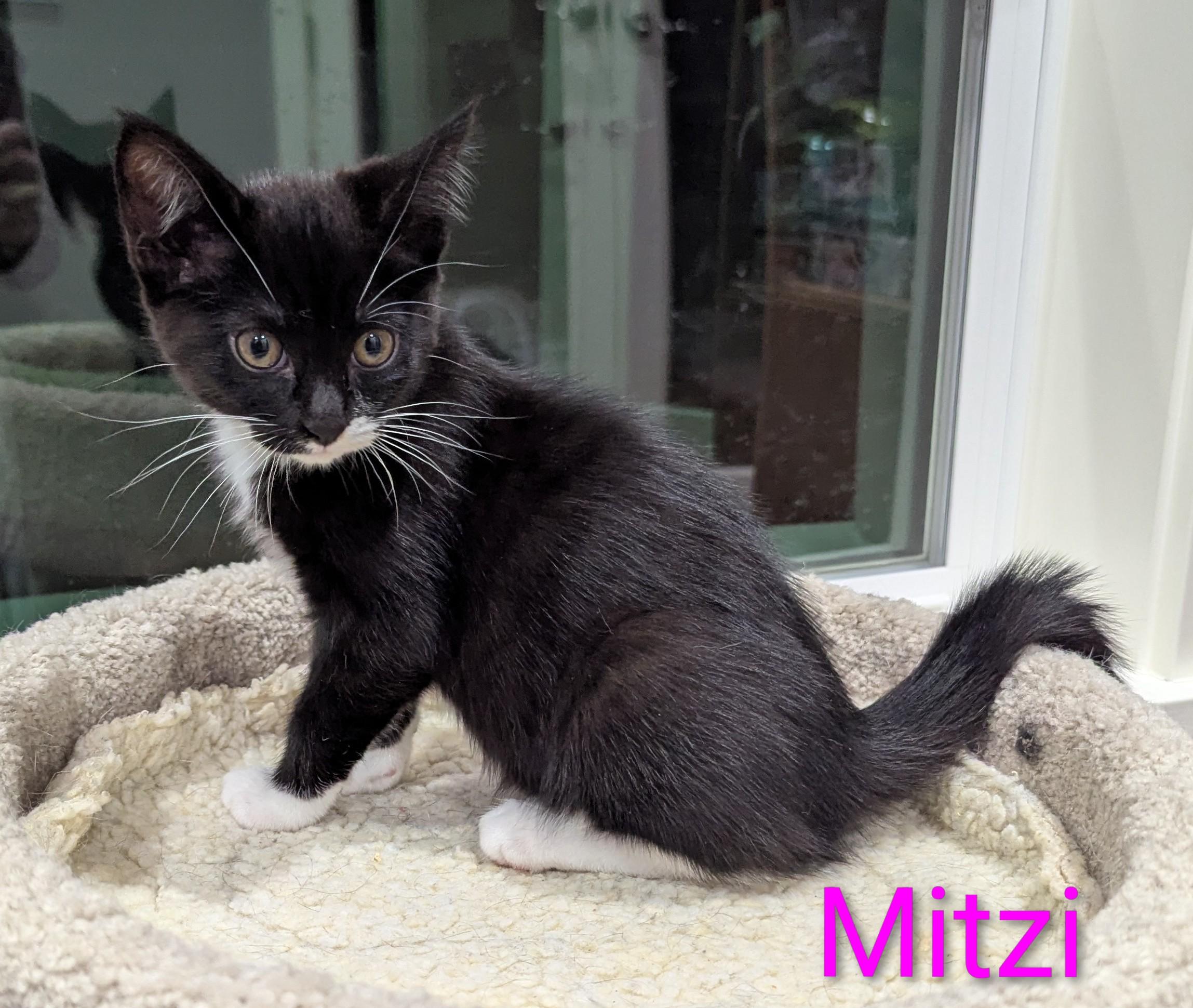 Mitzi, a ADOPTABLE Domestic Short Hair in Portland, OR image 4/6