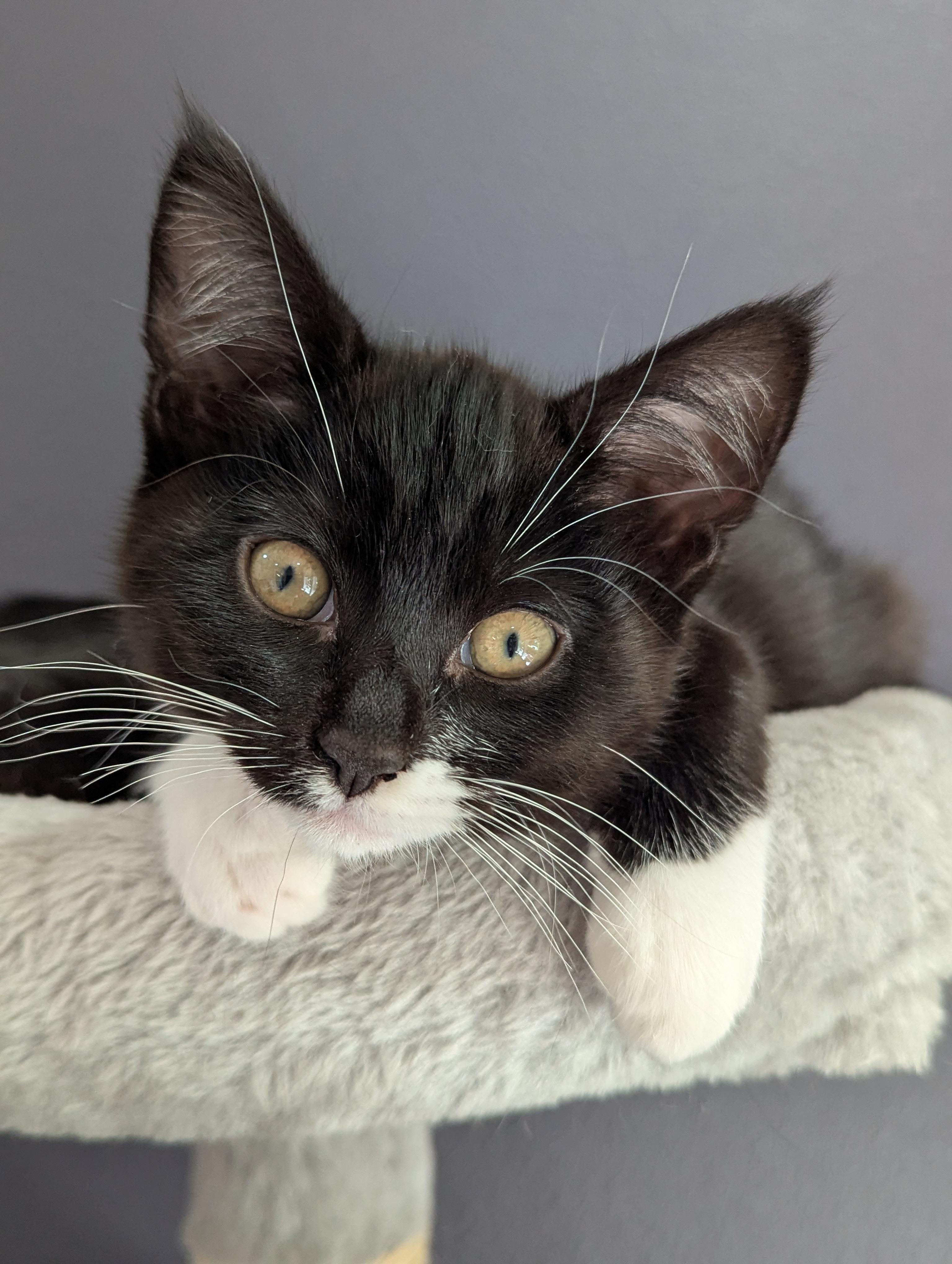 Mitzi, a ADOPTABLE Domestic Short Hair in Portland, OR image 1/6