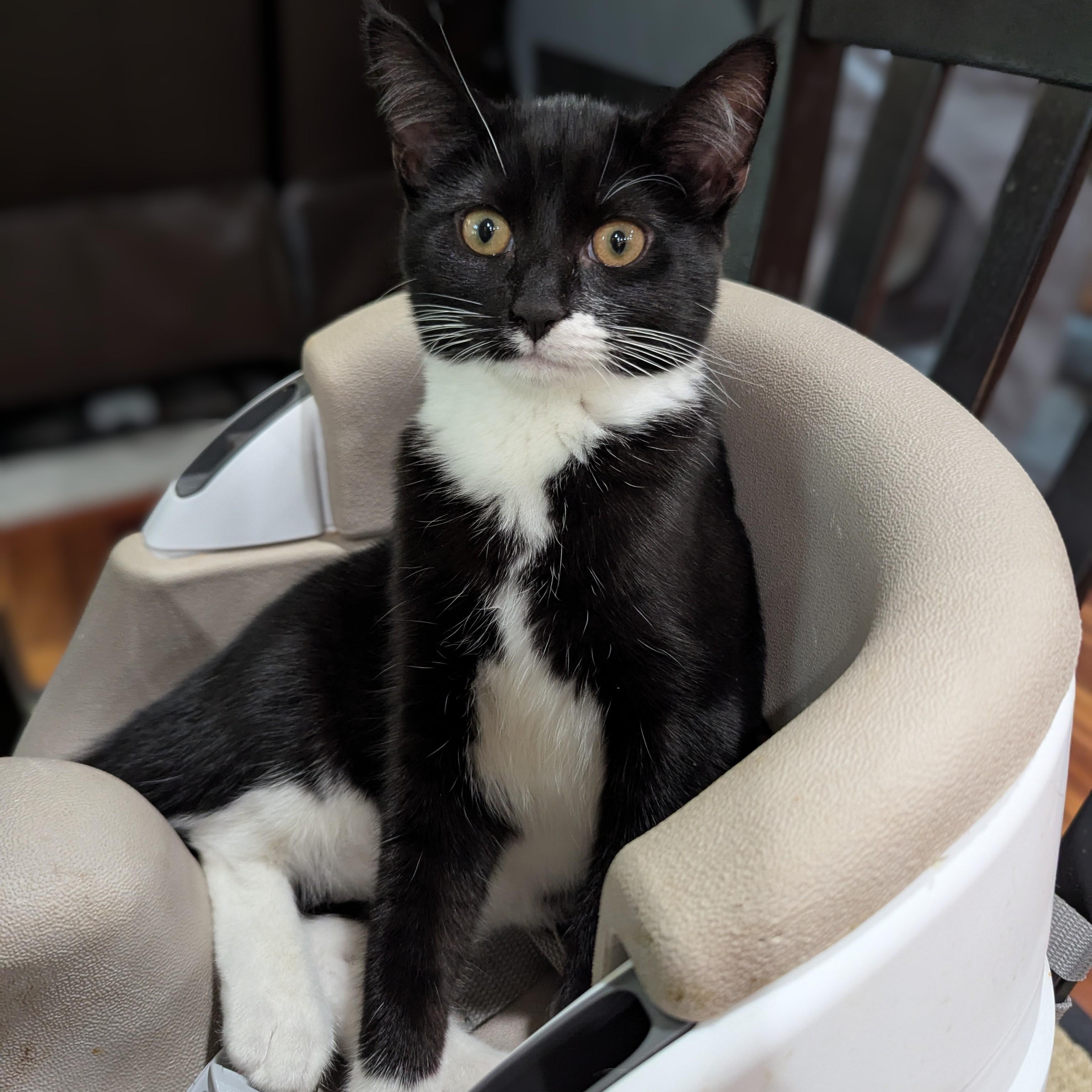 Mitzi NEW PHOTOS and videos, a ADOPTABLE Domestic Short Hair in Portland, OR image 5/6