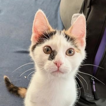 Dior, ADOPTABLE, Kitten Female Domestic Short Hair.