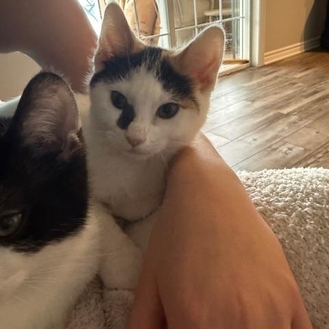 Enlarge Dior, a ADOPTABLE Domestic Short Hair in Hudsonville, MI image 2/2