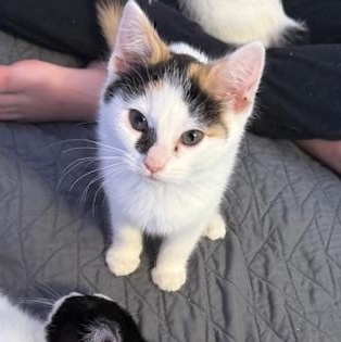 Enlarge Dior, a ADOPTABLE Domestic Short Hair in Hudsonville, MI image 1/2