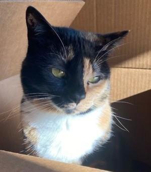 Maya, a Adoptable Domestic Short Hair in Piscataway, NJ image 2/5