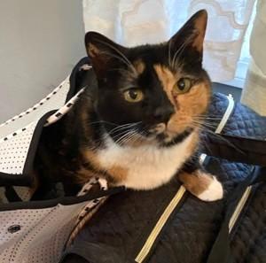 Maya, a Adoptable Domestic Short Hair in Piscataway, NJ image 3/5