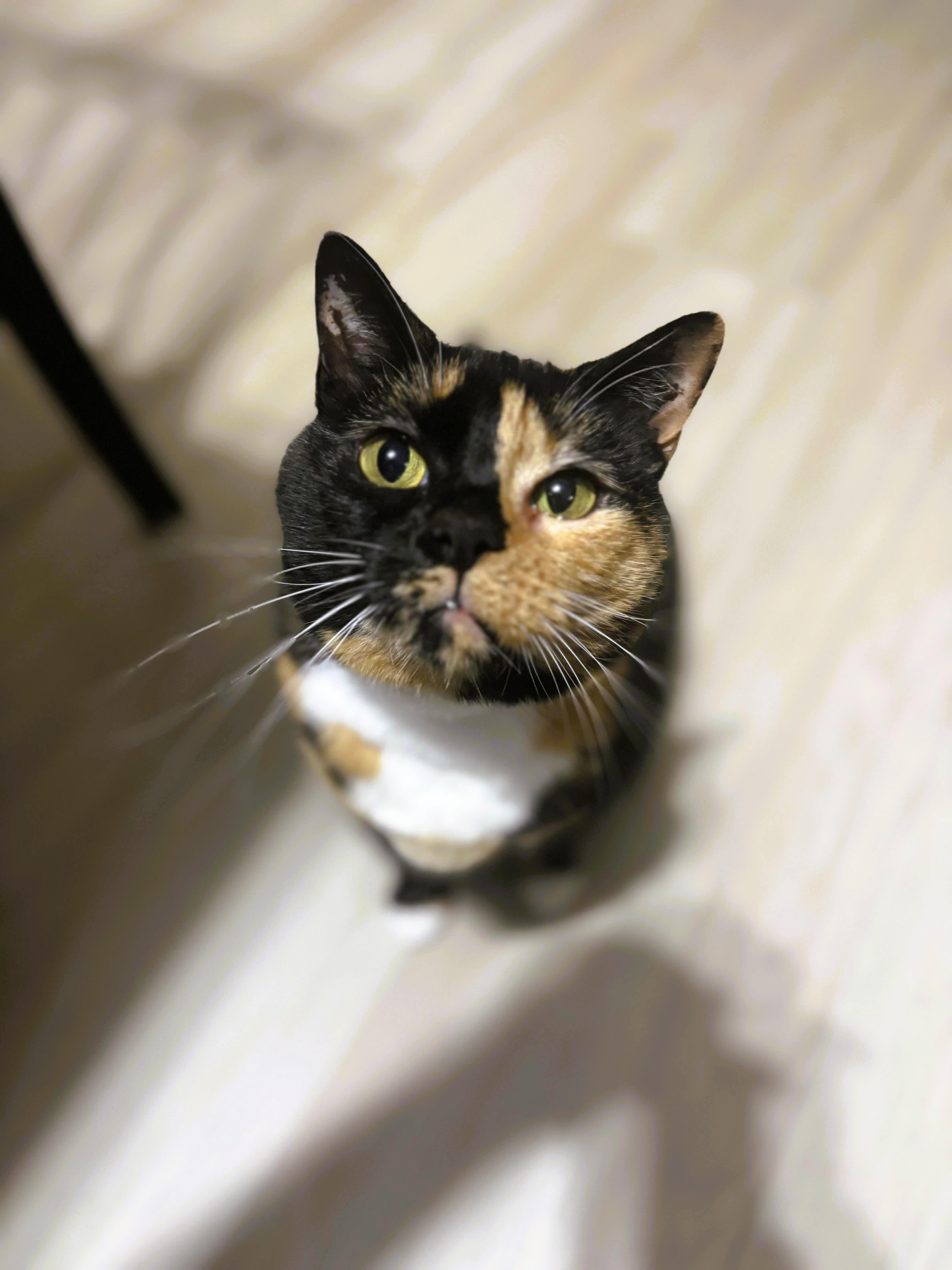 Maya, Adoptable, Adult Female Domestic Short Hair.