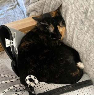 Maya, a Adoptable Domestic Short Hair in Piscataway, NJ image 5/5