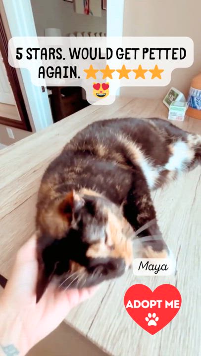 Enlarge Maya, a Adoptable Domestic Short Hair in Piscataway, NJ video 4/5