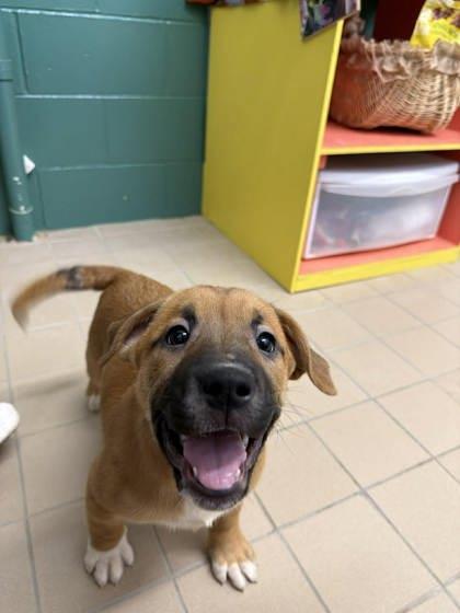Enlarge Maple, a Adoptable mixed breed in Scottsbluff, NE image 1/3