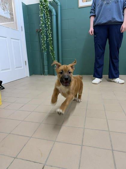 Enlarge Maple, a Adoptable mixed breed in Scottsbluff, NE image 2/3