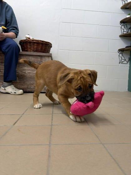 Enlarge Maple, a Adoptable mixed breed in Scottsbluff, NE image 3/3