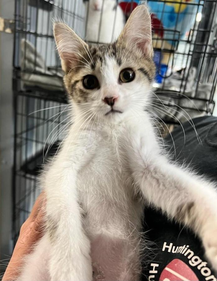 Houdini, Adoptable, Young Male Domestic Short Hair.