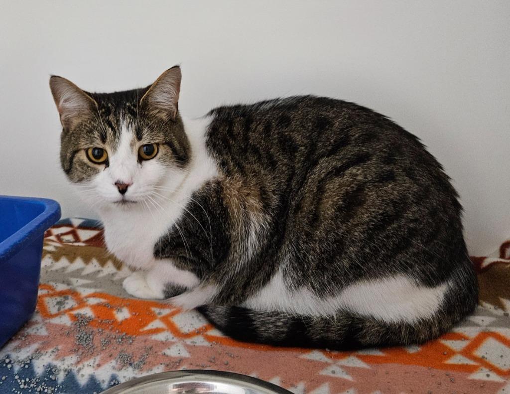 Houdini, a Adoptable mixed breed in Huntington, IN image 3/3