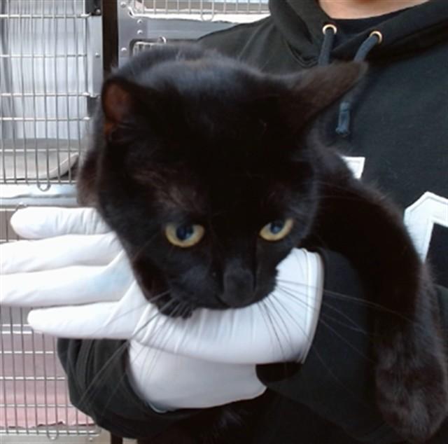 Enlarge MATHILDA, a Adoptable Domestic Short Hair in Salinas, CA image 1/1