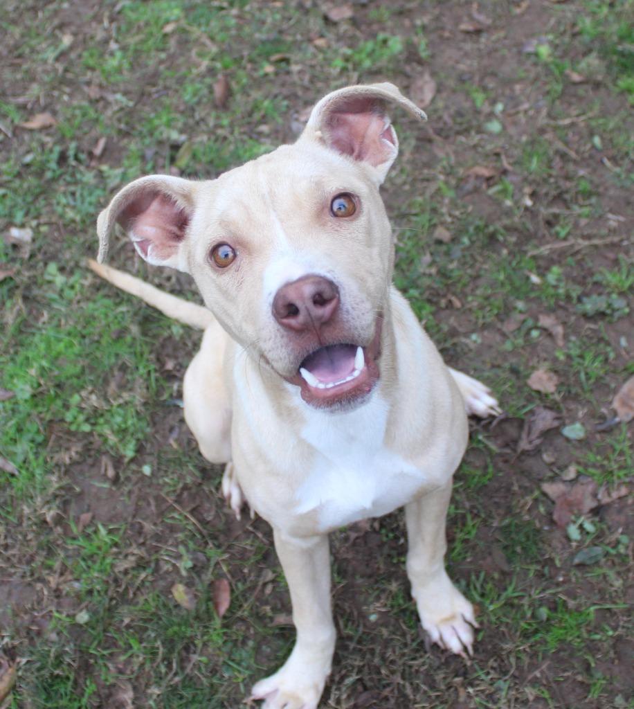 Enlarge Cookie, a Adoptable Staffordshire Bull Terrier in Benton, AR image 1/1