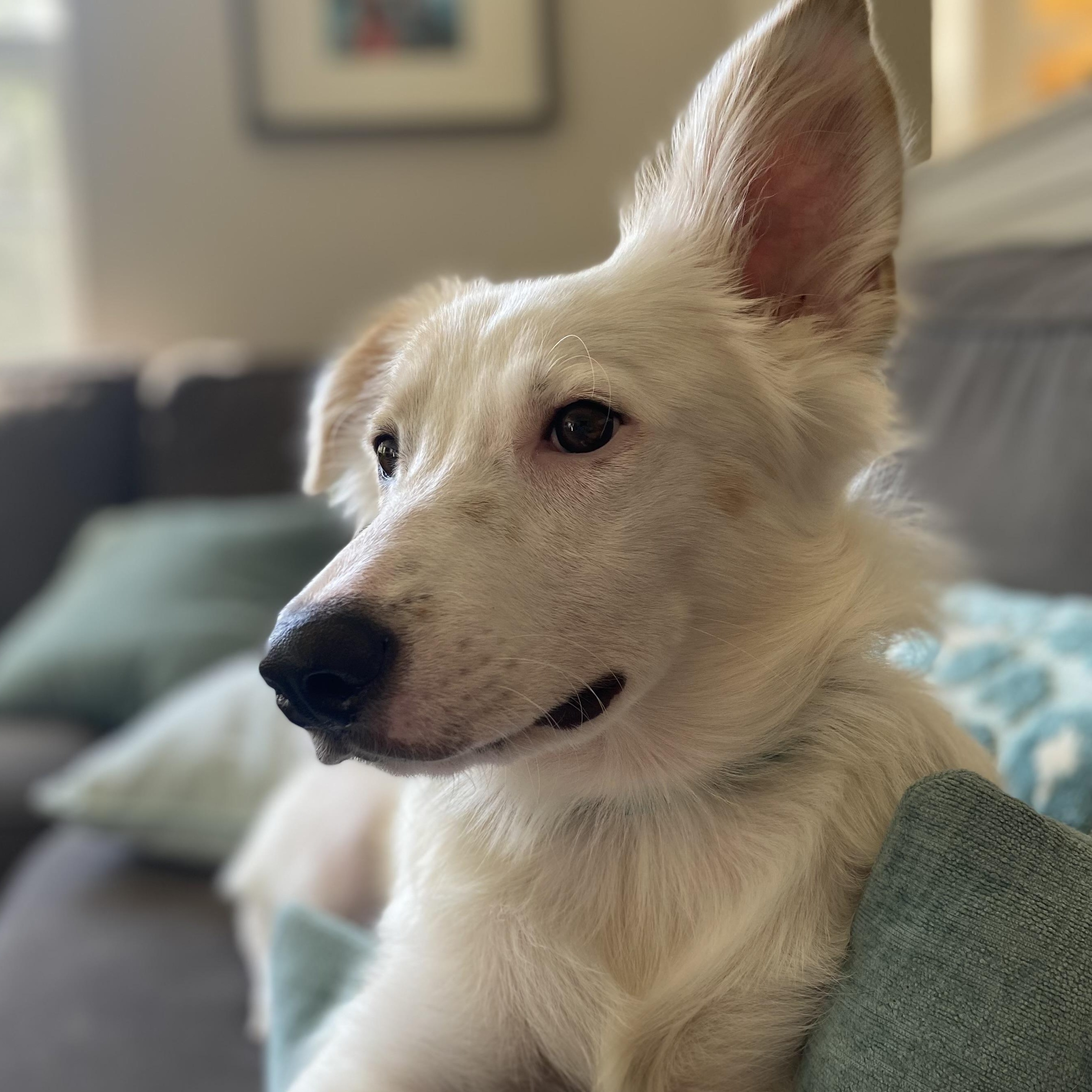 Loki photo 2