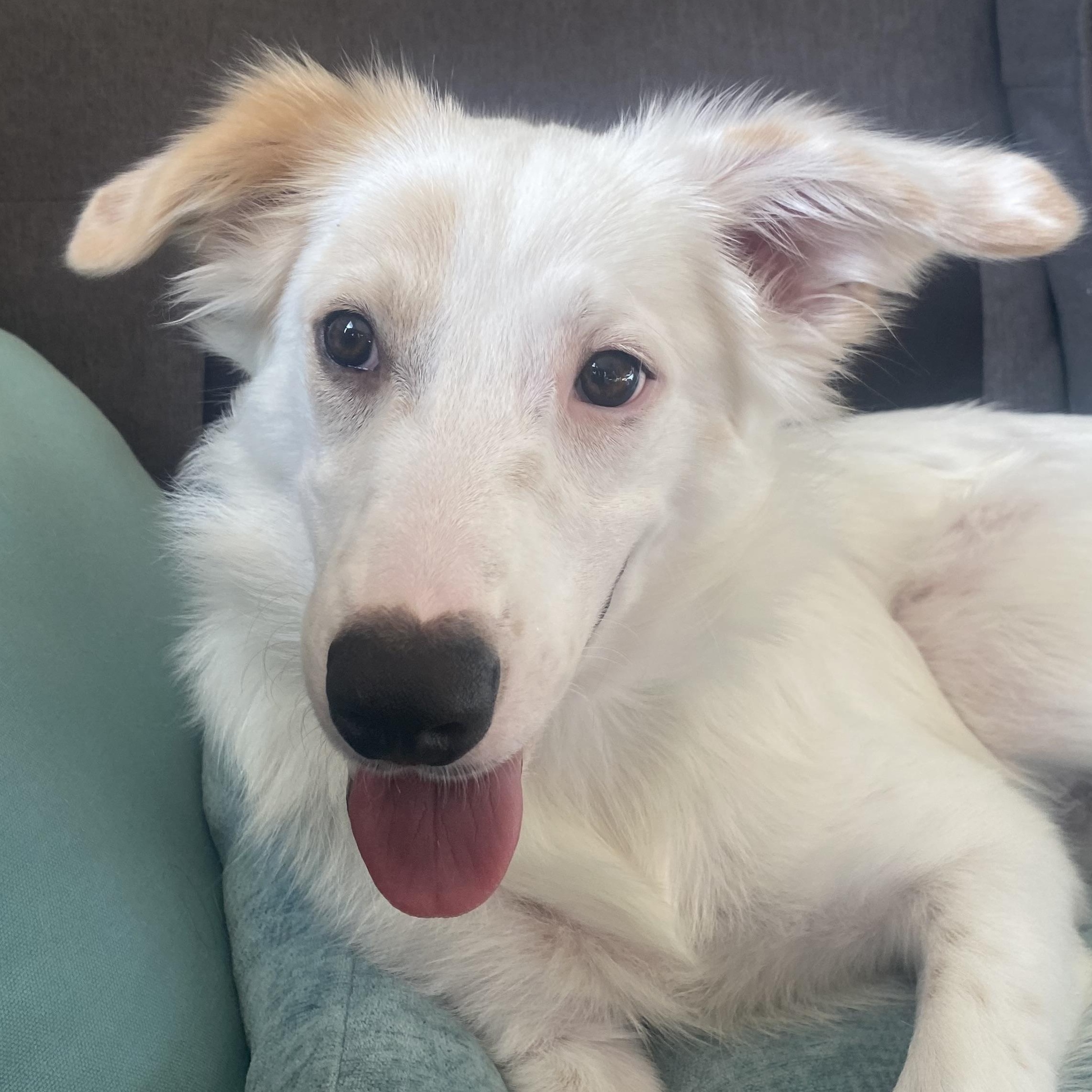 Loki, Baby Male Border Collie