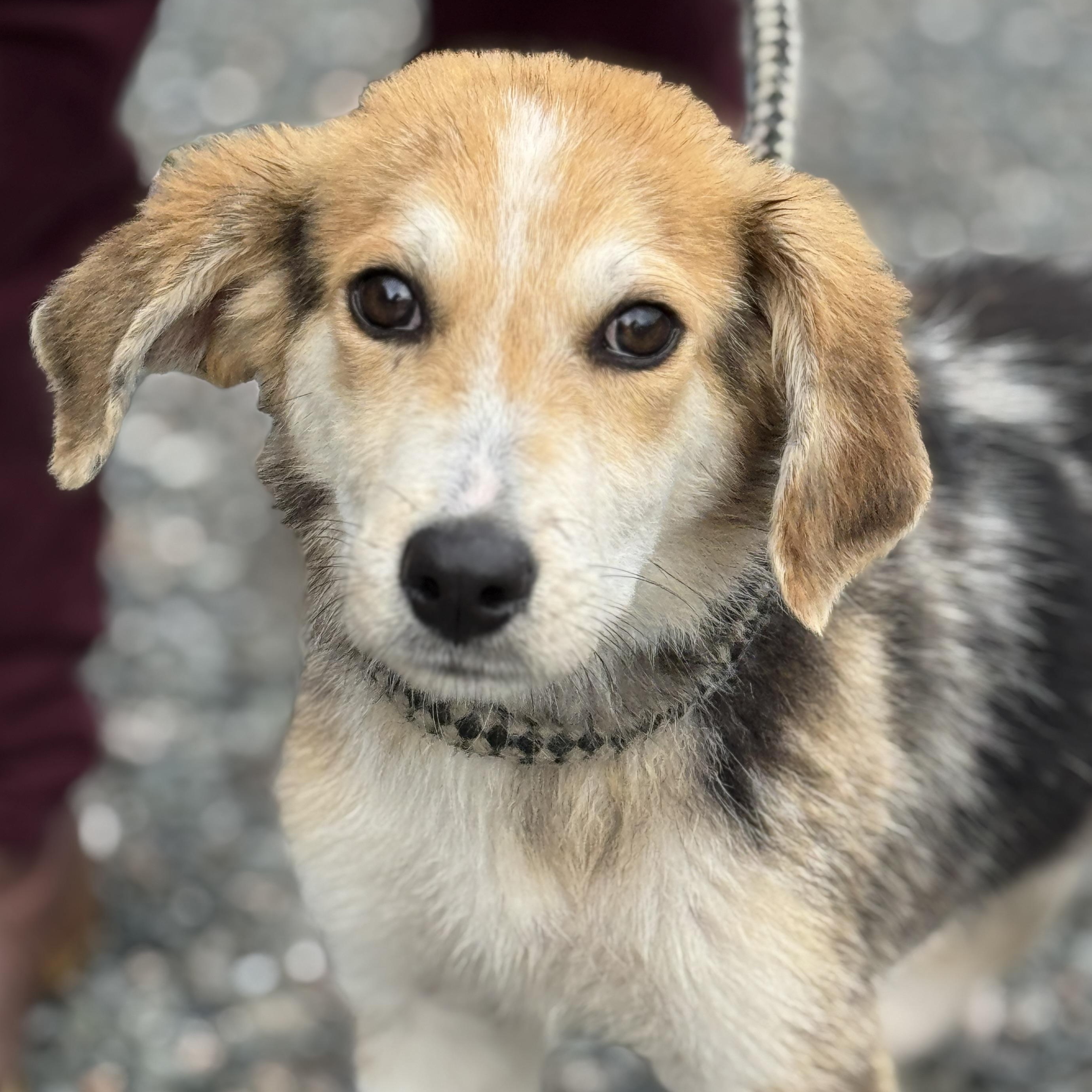 Bumble , a ADOPTABLE mixed breed in Richmond, VA image 1/6