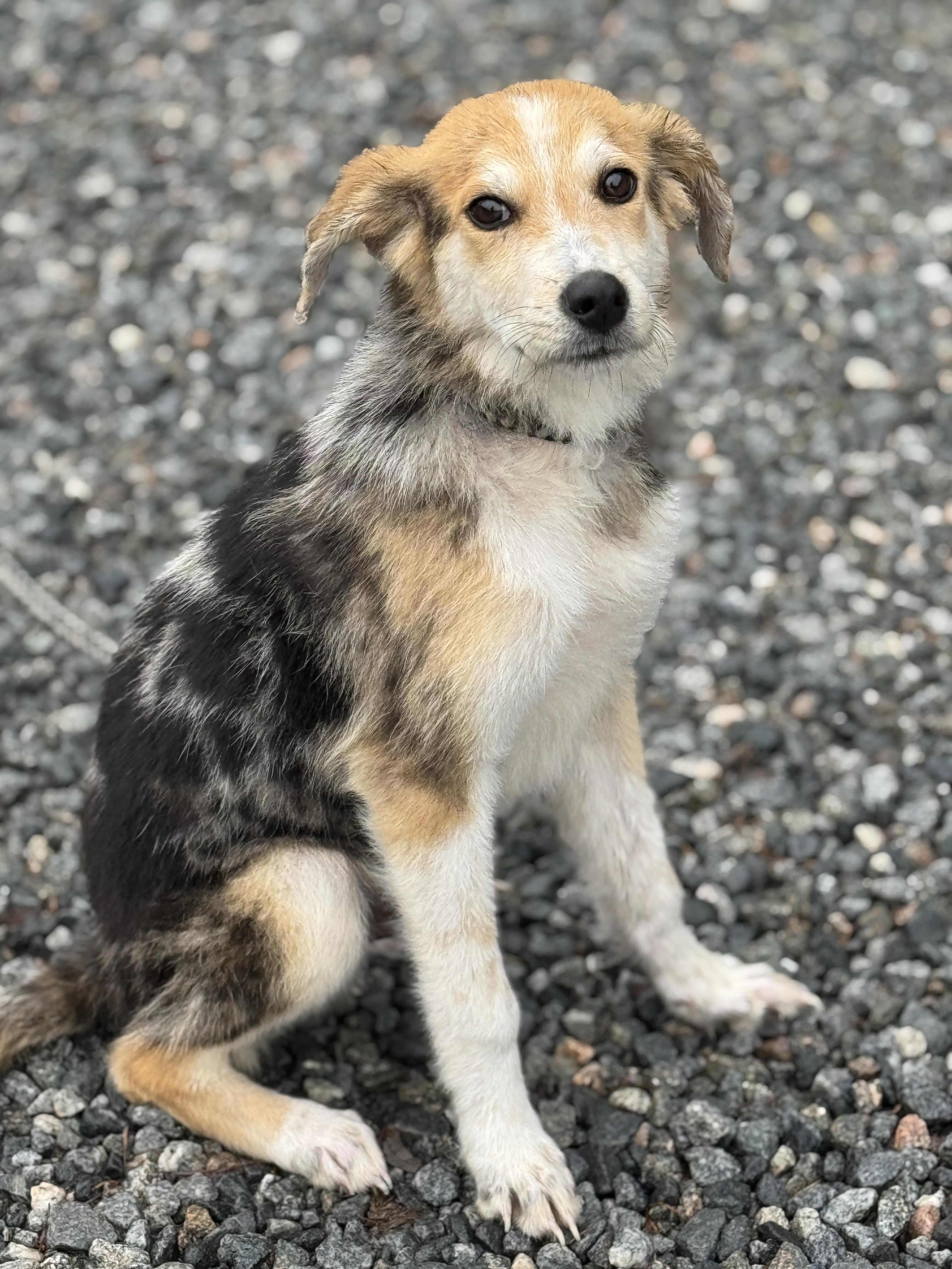 Bumble , a ADOPTABLE mixed breed in Richmond, VA image 2/6