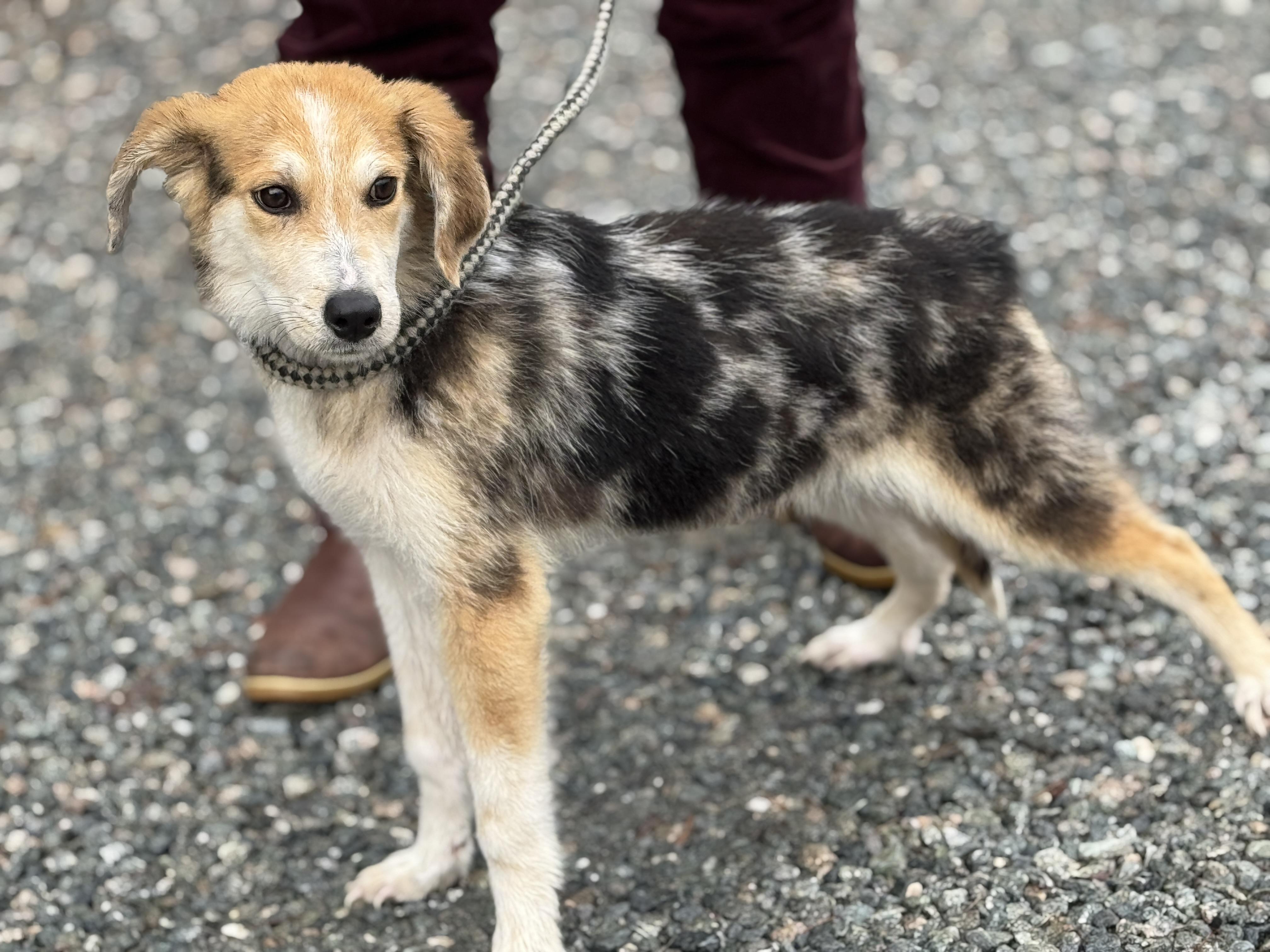 Bumble , a ADOPTABLE mixed breed in Richmond, VA image 3/6