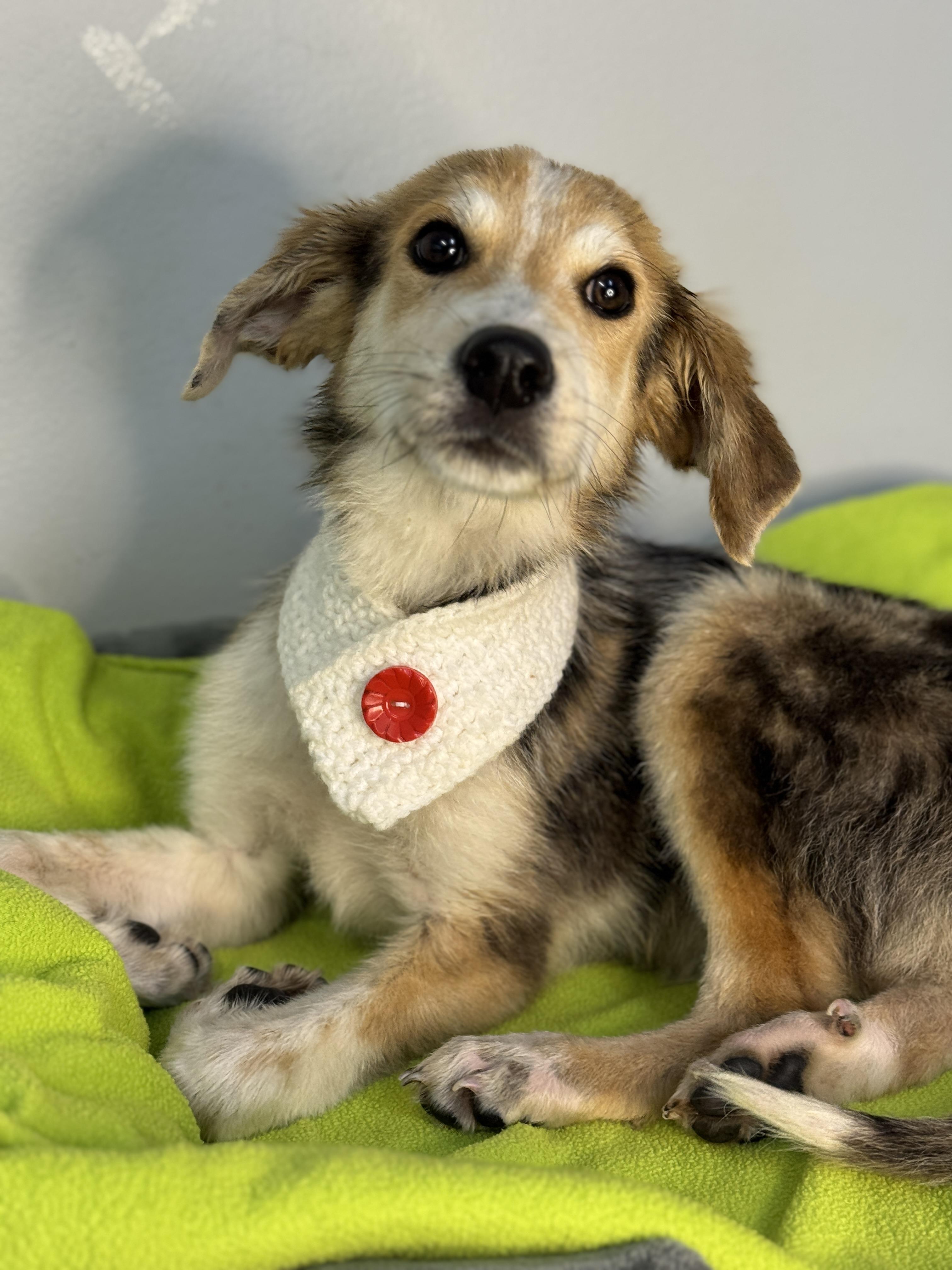 Bumble , a ADOPTABLE mixed breed in Richmond, VA image 4/6