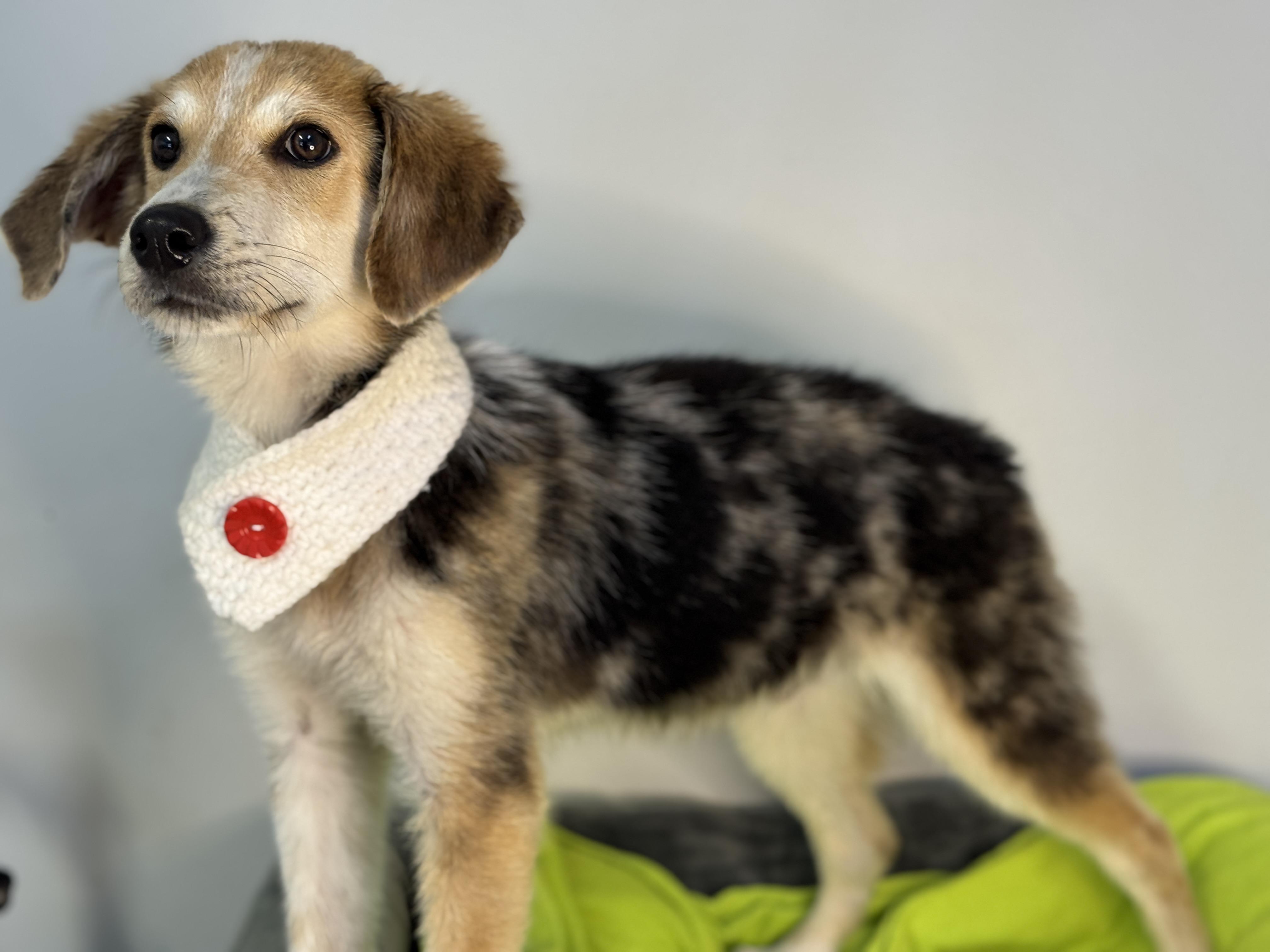 Bumble , a ADOPTABLE mixed breed in Richmond, VA image 5/6