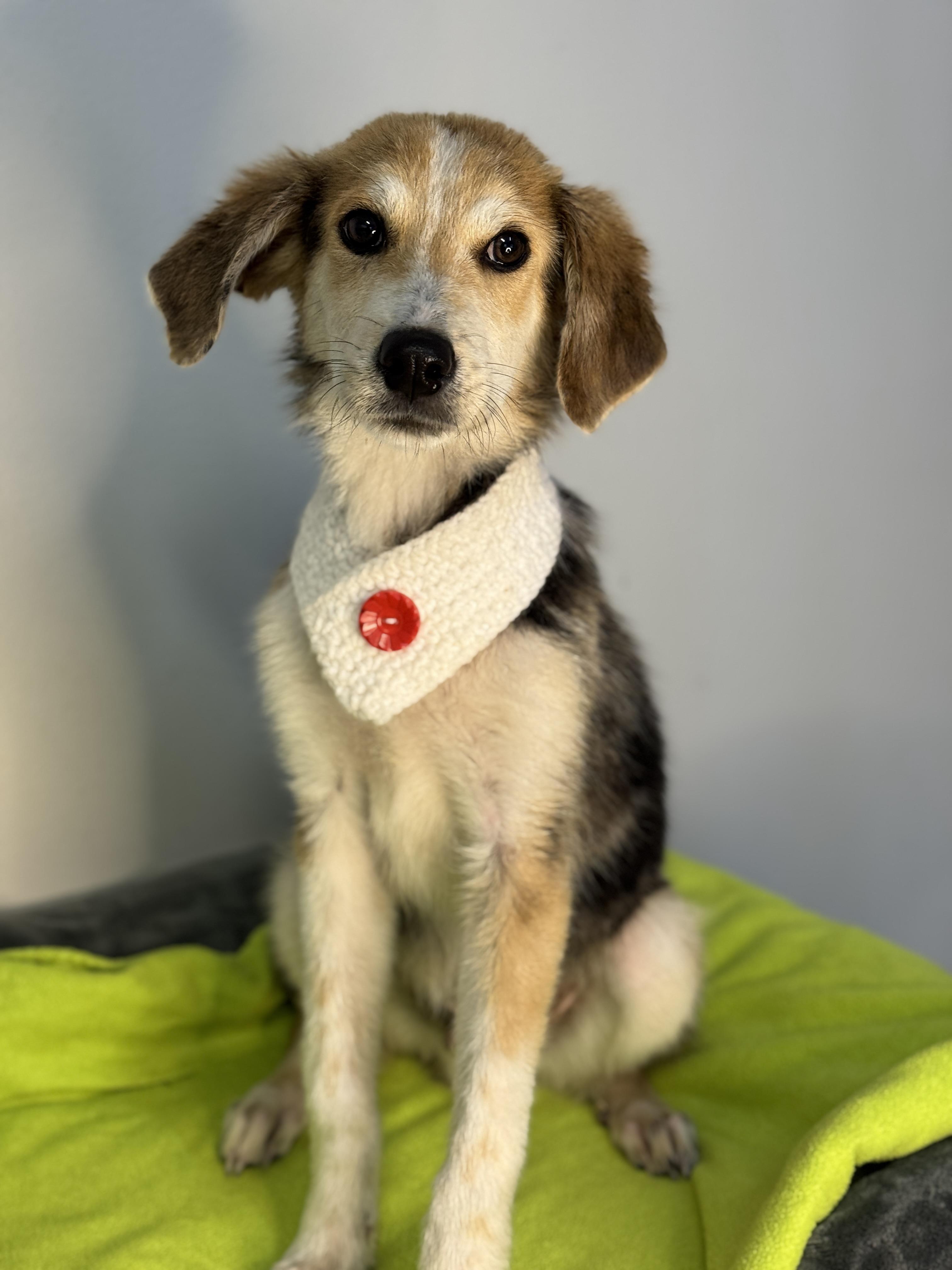 Bumble , a ADOPTABLE mixed breed in Richmond, VA image 6/6