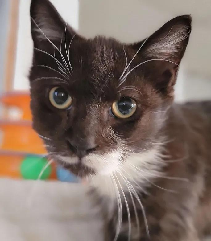 Enlarge Papillon, a Adoptable Domestic Short Hair in Florham Park, NJ image 2/2