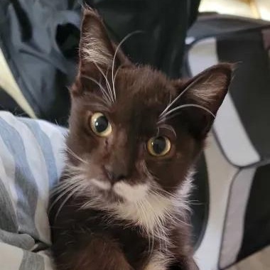 Enlarge Papillon, a Adoptable Domestic Short Hair in Florham Park, NJ image 1/2