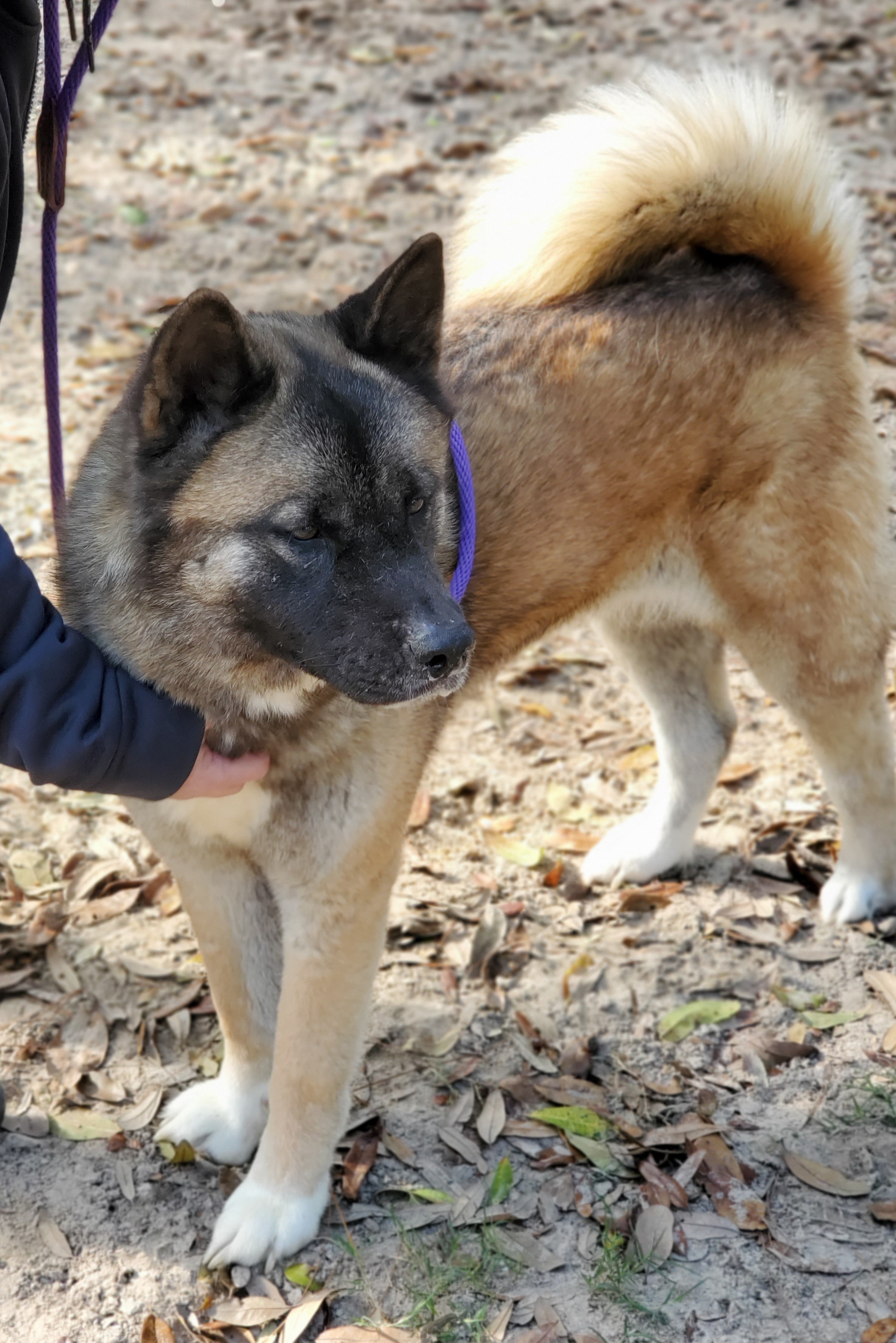 Hope, a Adoptable Akita in Jacksonville, FL image 2/6