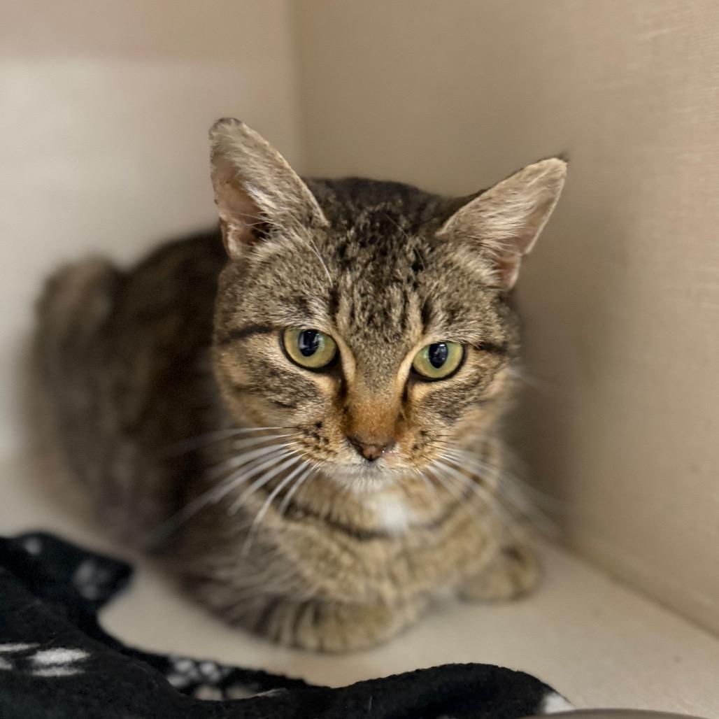 Duchess, ADOPTABLE, Young Female Domestic Short Hair.