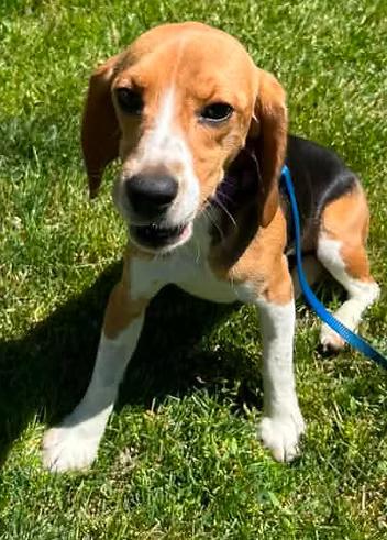 Candace Flynn, a ADOPTABLE Beagle in Racine, WI image 3/3