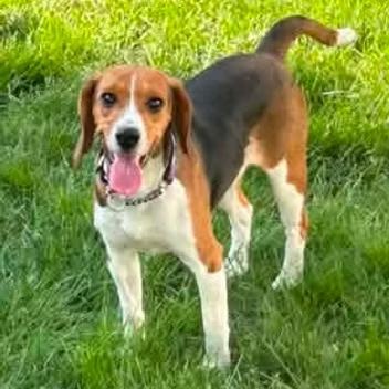 Candace Flynn, a ADOPTABLE Beagle in Racine, WI image 1/3