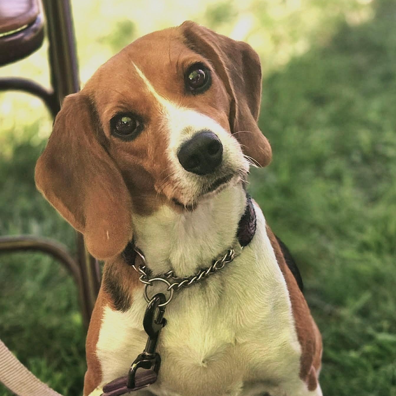 Candace Flynn, ADOPTABLE, Adult Female Beagle.