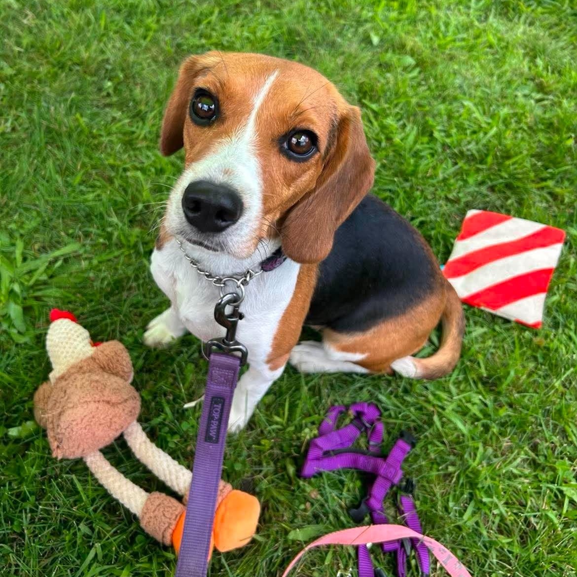 Enlarge Candace Flynn, a ADOPTABLE Beagle in Racine, WI image 2/5