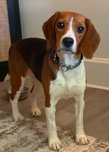 Candace Flynn, a ADOPTABLE Beagle in Racine, WI image 2/3