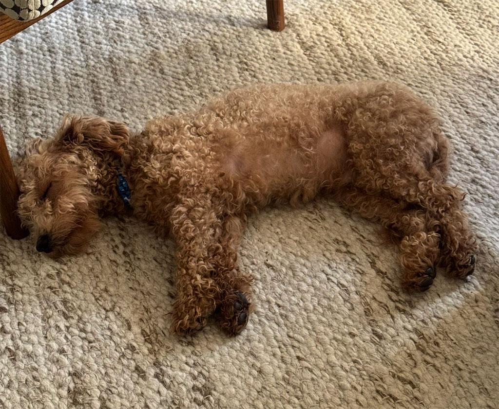 Enlarge Adopted! Chino, a ADOPTABLE Miniature Poodle in Bowie, MD image 6/6