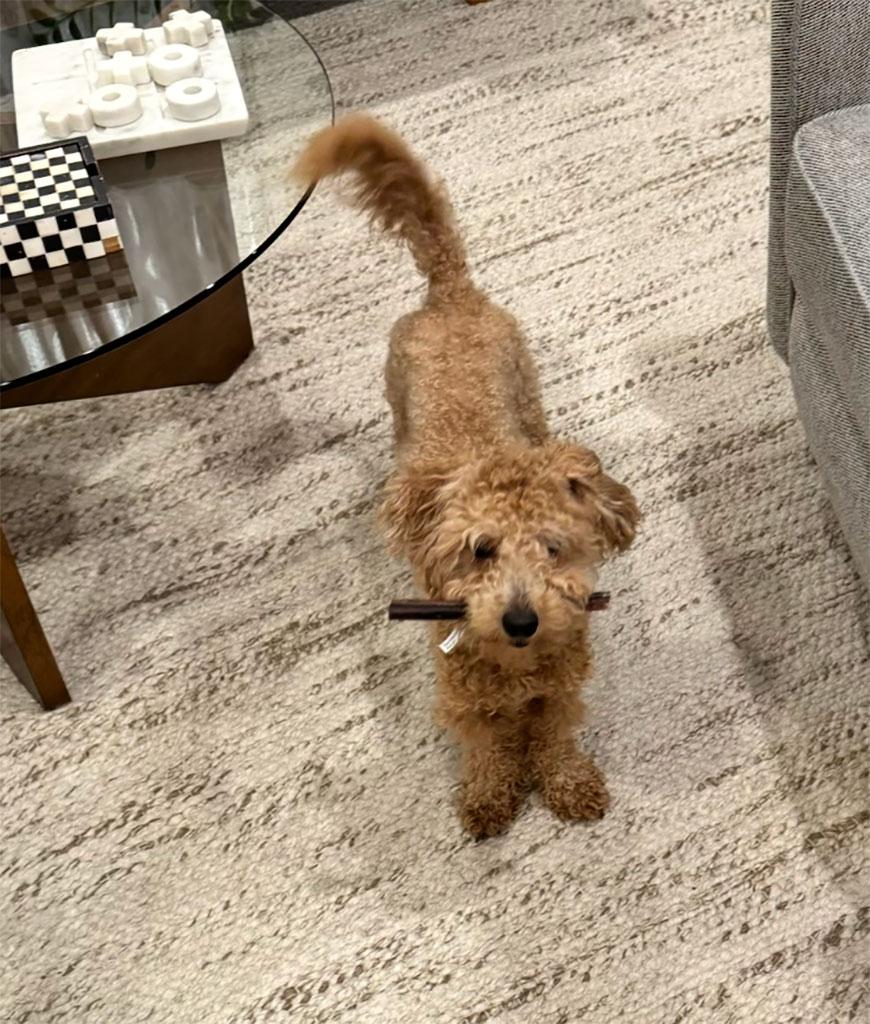 Enlarge Adopted! Chino, a ADOPTABLE Miniature Poodle in Bowie, MD image 5/6