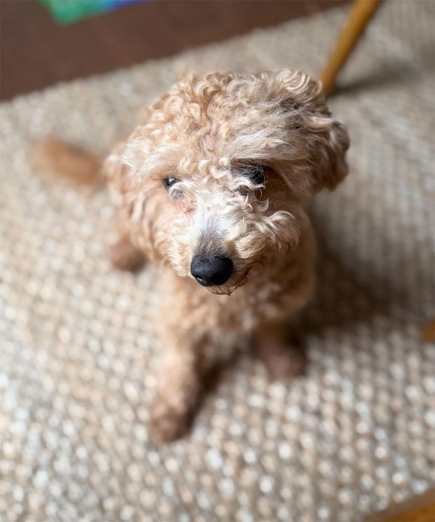 Enlarge Adopted! Chino, a ADOPTABLE Miniature Poodle in Bowie, MD image 4/6
