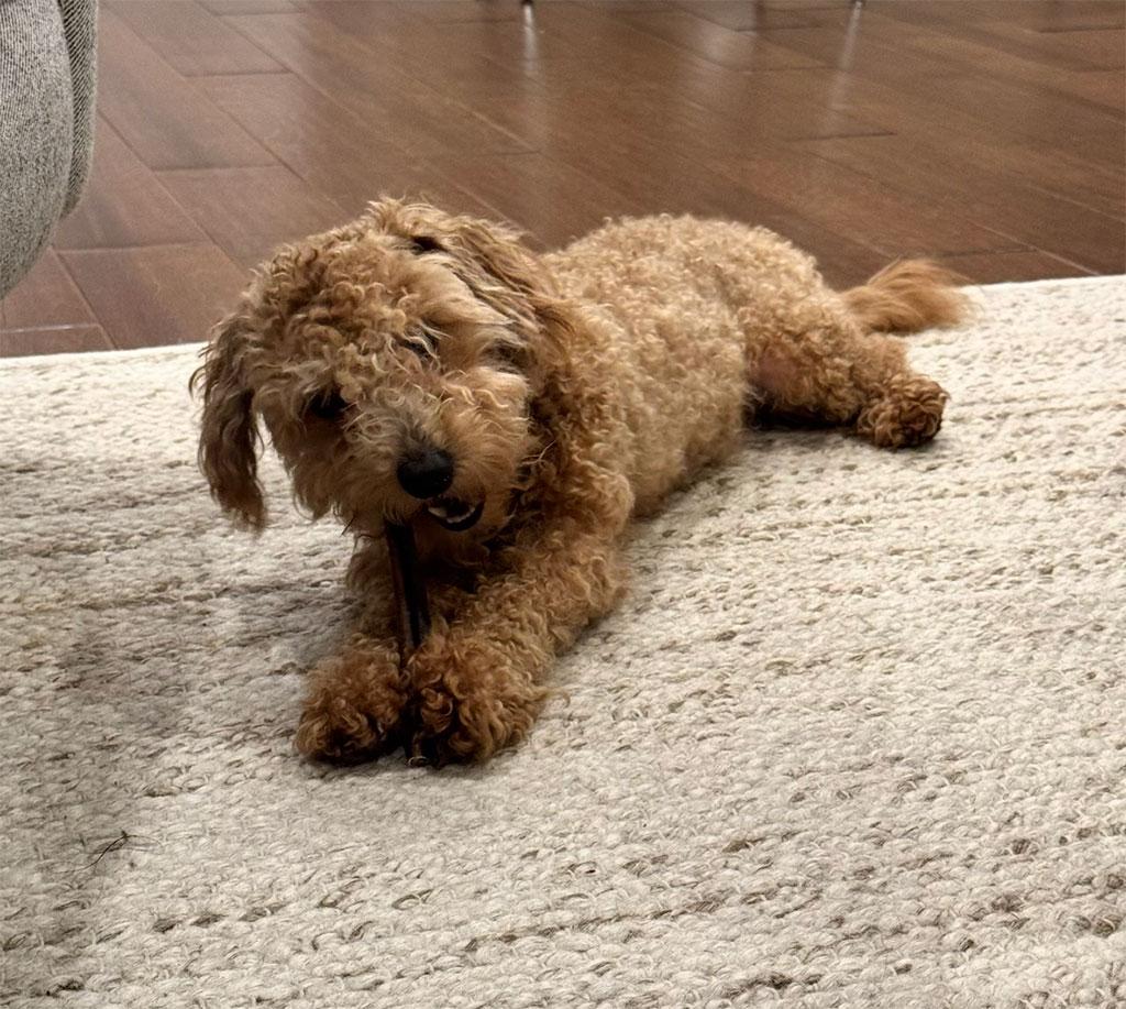 Enlarge Adopted! Chino, a ADOPTABLE Miniature Poodle in Bowie, MD image 3/6