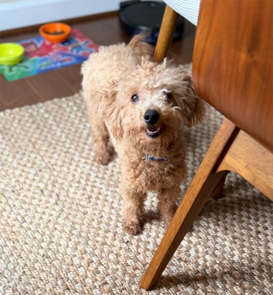 Adopted! Chino, ADOPTABLE, Young Male Miniature Poodle.